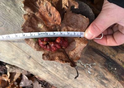 Dachskot im Herbst: Ein wurstförmiges Stück Kot, es sind rote Beerenreste erkennbar. Das 4 cm lange Stück Dachskot wird mittels einem Massband vermessen.