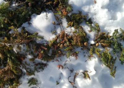 Schneehasenkot: Mehrere hellbraune, flachgedrückte Kugeln Schneehasenkot von ca. 1 cm Durchmesser auf einem grünen im Schnee liegenden Wacholderstrauch.