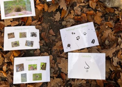 Naturanimation im Wald: Unterrichtsmaterial liegt auf dem Waldboden, es sind Laminierte Bilder verschiedener Spurarten, darauf sind beispielsweise Trittsiegel, Kot und Frassspuren zu sehen.