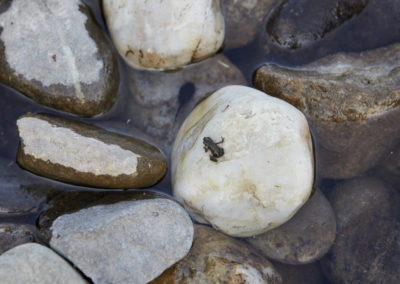 Eine frisch metamorphosierte Erdkröte auf einem Stein.