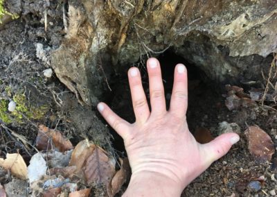 Lorenza Marconis Hand vor einem frisch gegrabenen Loch mit einem Durchmesser von ca. 15 cm unter einer Baumwurzel. Ein möglicher Eingang in einen zukünftigen Fuchsbau?