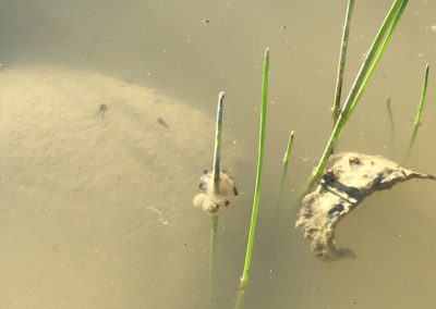 Laich der Gelbbauchunke: Kleine Klumpen von ca. 5 Eiern am Stängel einer Wasserpflanze sind zu sehen.