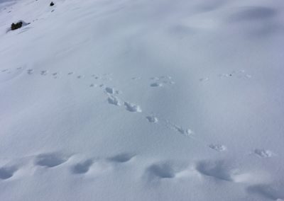Tierspuren im Schnee. Eine Schneehasenfährte: Eine Ypsilon-förmig angelegte Spur, zwei Pfoten nebeneinander und zwei Pfoten in einer Linie, mittig dahinter. Eine Fuchsfährte: Eine Reihe von runden, schlecht erkennbaren Trittsiegeln.