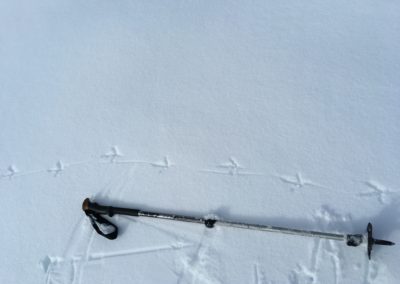Birkhuhn Fährte: Eine Birkhuhn Fährte im Schnee. Mehrere Pfeilartige Trittsiegel sind in einer Reihe zu sehen.